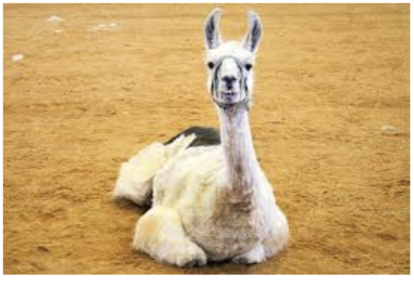 “World’s Oldest Llama” Record is Met with Controversy