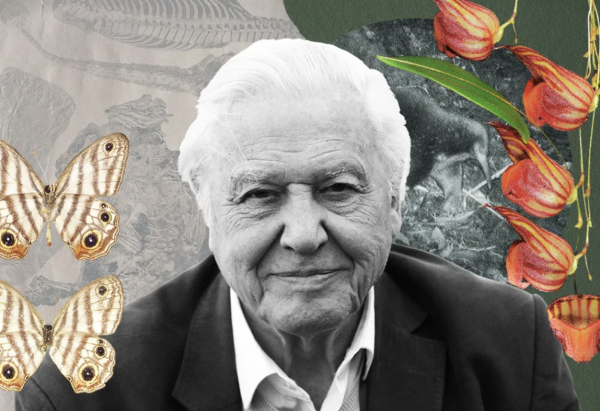 Why David Attenborough Has Mattered for a Century